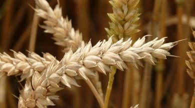 Kharif crop production, Kharif crops in India, India Kharif crops, Latest news, India news, National news, latest news