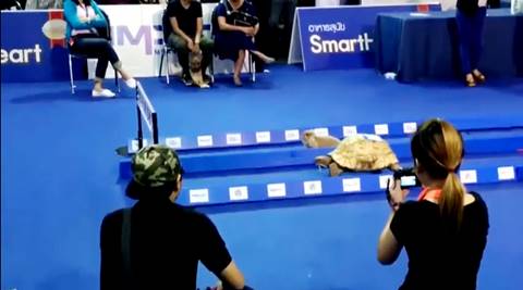 aesop's fables, the tortoise and the hare, race between unequal partners, real life hare tortoise race, hare tortoise race thailand, indian express, indian express news