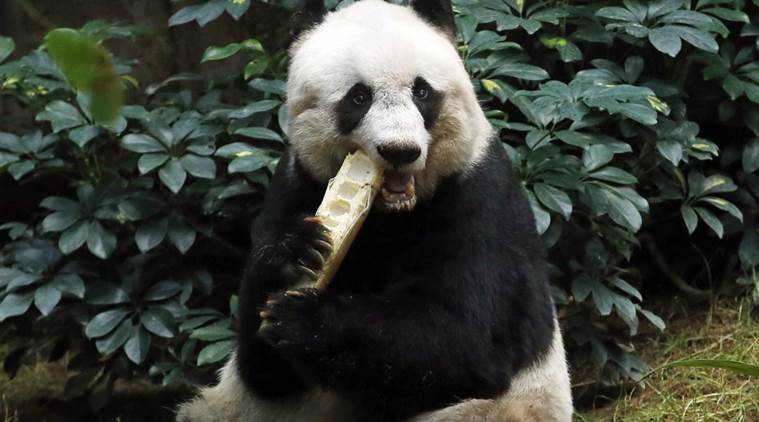 world's oldest panda, panda death, hong kong panda death, world's oldest panda died, giant panda died, jia jia panda, hong kong panda dead, giant panda dead, world news