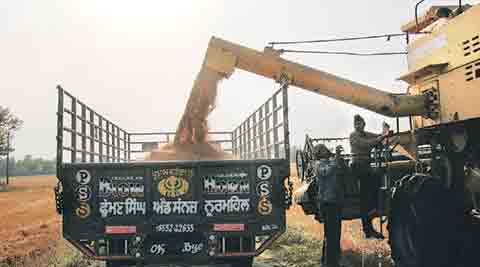 Crop devastation: After whitefly, brown plant hopper turns nemesis for