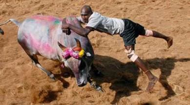 jallikattu, awbi jallikattu, jallikattu sc, sharad yadav, vinay katiyar, goa jailbreak, UAE crown prince, latest news, india news, indian express news