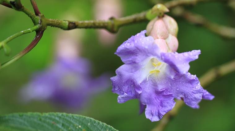 The hills are alive: Topli Karvi is so called because it resembles inverted baskets.