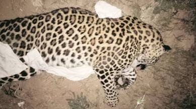 Leopard found dead in Reasi district of Jammu and Kashmir | India News,The  Indian Express