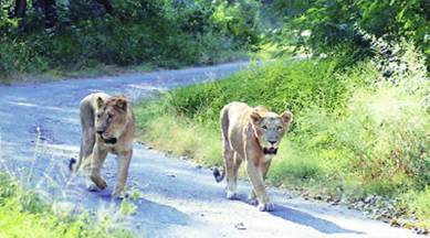 Chhatbir zoo, V P Singh Badnore, V P Singh Badnore lion safari, Chhatbir zoo lion safari, chandigarh news, india news, indian express news
