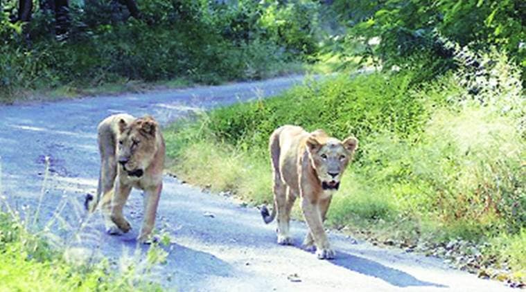 Chhatbir zoo, V P Singh Badnore, V P Singh Badnore lion safari, Chhatbir zoo lion safari, chandigarh news, india news, indian express news