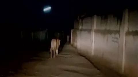 lion attack, gujarat lion attack, summer lion attack, jamal khan, wildlife, wildlife consevation, indian express news, gujarat news