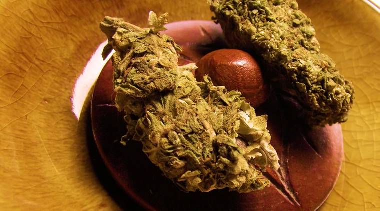 marijuana_759_pixabay