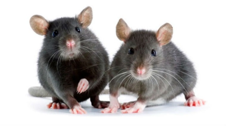 Mice copy jet engines to sing ultrasonic love songs | Technology News ...