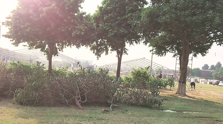 Punjab Agricultural University, Punjab Agricultural University green cover, trees, PM Modi, narendra modi, narendra modi ludhiana visit, India news