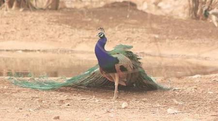 madhya pradesh, peacock poachers, peacock feathers, MP peacock poaching, peacock poaching, india news