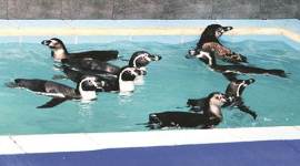 Byculla zoo penguin enclosure, Byculla zoo, penguin enclosure, penguins, Mumbai penguins, mumbai zoo, news, latest news, mumbai news, India news, national news