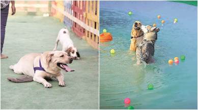 Dewali news, Pune news, India news, Pune pets and diwali, Diwali and Pets, Pets and Crackers, latest news, India news, latest news