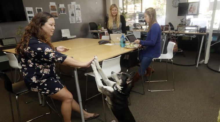 Dog therapy, Dog therapy academics, female students benefit dog pets, Stress and Health, therapy dog session, indian express