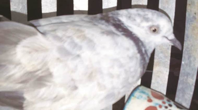 pigeon-759