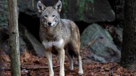 WWF, WWF animals, WWF animal welfare, animal population world, world animals, animal population decreased, world news