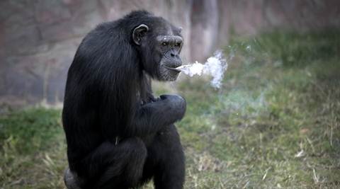 chimpanzee, smoking chimpanzee, north korea, north korea smoking chimpanzee, Pyongyang zoo smoking chimpanzee, Pyongyang zoo animals, chimpanzee smoking cigarettes, north korea news, world news, latest news, viral news, trending videos, viral videos