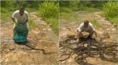 Watch: This creepy video of a snake catcher releasing over 200 snakes will  give you the chills