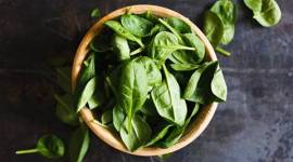Spinach, spinach used to detect explosives, explosives, trending news, latest news, indian express