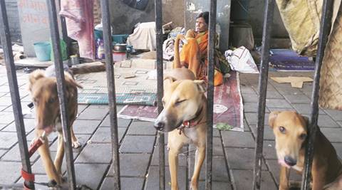 Homeless couple assists animal lover in taking care of stray dogs in South  Mumbai | Cities News,The Indian Express