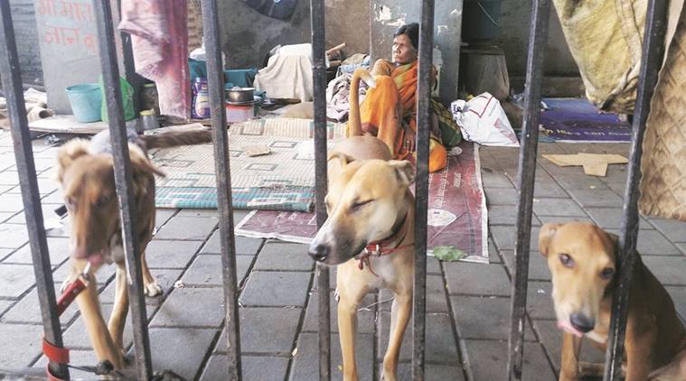 Animal Cruelty Two Cases Registered With Pune Police Cities News The Indian Express