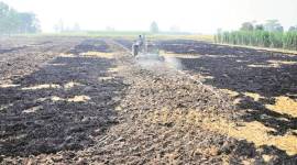 stubble, stubble burn, slash and burn, slash and burn farming, haryana farmers, punjab farmers, haryana stubble, punjab stubble, wheat paddy cycle, pollution, stubble pollution, health problems, indian express news, india news