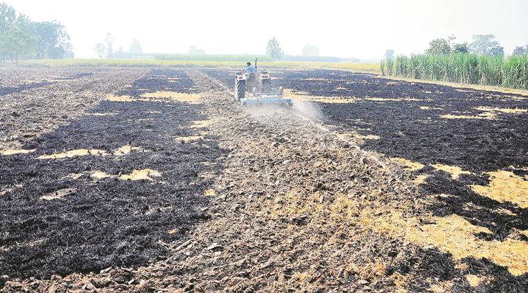 Paddy, paddy burning, Punjab paddy, stubble burn, haryana farmers, punjab farmers, haryana stubble, punjab stubble, wheat paddy cycle, indian express news, india news
