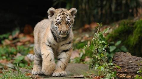 maharashtra, maharashtra animal surveillance, animal poaching maharashtra, maharashtra poaching, maharashtra animals surveillance, maharashtra news, india news