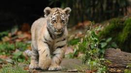 maharashtra, maharashtra animal surveillance, animal poaching maharashtra, maharashtra poaching, maharashtra animals surveillance, maharashtra news, india news