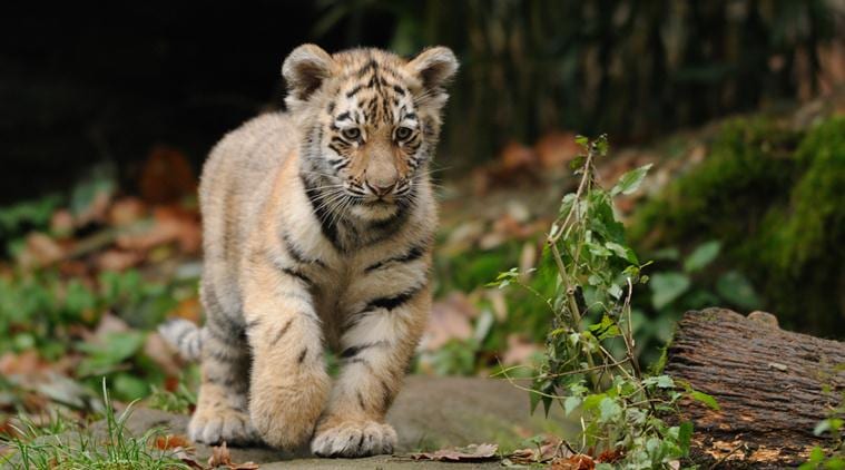 That’s scary?! Andhra Pradesh villagers use stuffed tigers to get rid ...