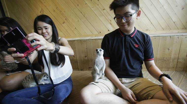 A bit wild Asian animal cafes  go from mere cats  to 