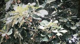 tree, Homeopathic College, Bedda Nut, healing tree, news, latest news, chandigarh news, India news, national news