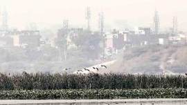 mobile towers, india mobile towers, impact of mobile towers, impact of mobile towers india, supreme court scrutinises impact of mobile towers, telecom news, indian express, india news