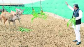 up-480 Etawah Lion Safari, akhilesh yadav Etawah Lion Safari, akhilesh safari project, Etawah Lion Safari akhilesh, up news, india news, indian express news