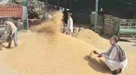 wheat-small import duty on wheat, Parliament, Rajya Sabha, cash crunch, demonetisation, demonetisation news, India news, Indian Express