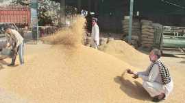 punjab grain market, labour shortage, punjab labour shortage, wheat piles up, punjab news, indian express