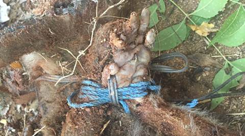 leopard killed, monkey thrashed, monkey beaten, animal cruelty, leopard gurgaon, monkey medical students, india new