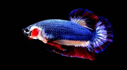 This Thai fish with national flag colours was just sold for a whopping Rs1  lakh!