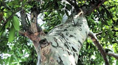 Arjuna tree, medicinal properties, Terminalia, ayurvedic properties, APJ abdul kalam, Chandigarh