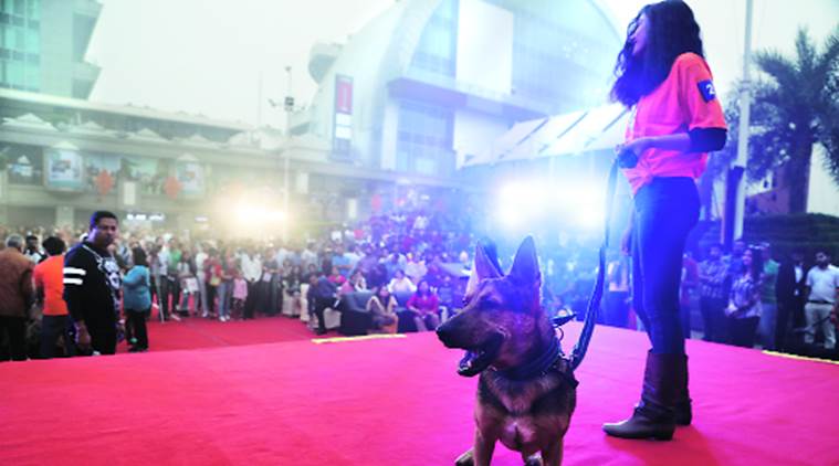 Dog adoption, dog adoption drive, paramilitary dogs, retired paramilitary dogs, india news, indian express