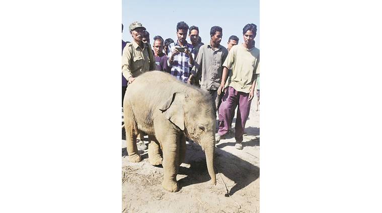 The rescued elephant calf. PTI photo