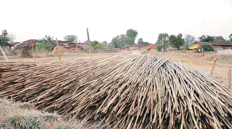 Harvested bamboo stacked at Tembli village in Korchi taluka of Gadchiroli. (Express Photo: Deepak Daware)