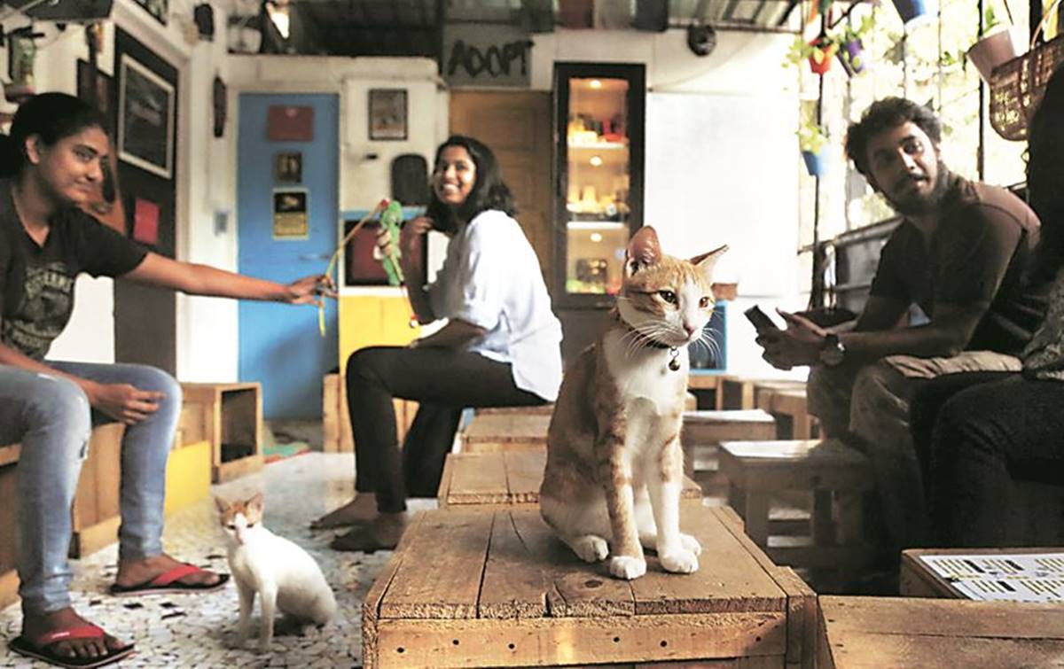 Cat Cafe Studio: A cafe with a difference — it's for stray cats ...