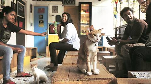  Cat  Cafe  Studio A cafe  with a difference  it s for stray 