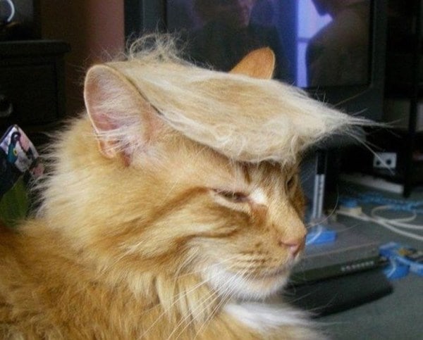 cats-donald