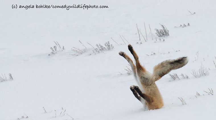 comedy wildlife photo award, Comedy Wildlife Photography Awards, cwpa2016, cwpa 2016, comedy wildlife photo award winners, wildlife photos, funny wildlife photos, latest news, photogarphy news, lifestyle news, iindian express