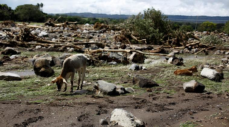 Cattle are seen area damaged by a landside after Hurricane Otto hit in Guayabo de Bagaces, Costa Rica November 25, 2016. REUTERS/ Juan Carlos Ulate