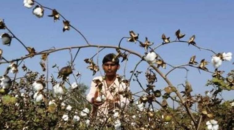 farmer
