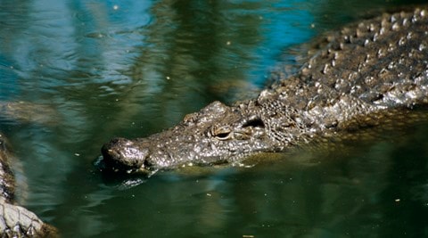 Danish backpacker gets bitten by crocodile after he ‘body slams’ it!