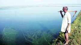 overflowing drain, gurgaon farmer, crop destroyed, india news