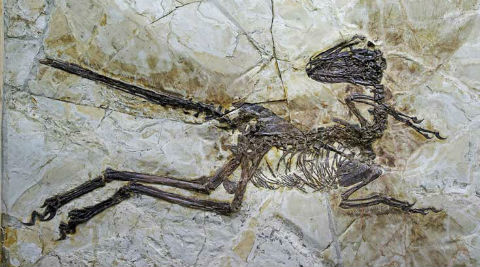 Mud Dragon' fossil to help scientists better understand extinction of  dinosaurs | Technology News,The Indian Express